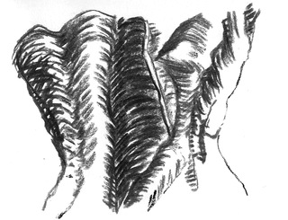 tree charcoal 30 x42